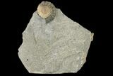 Two Fossil Ammonites (Promicroceras) - Lyme Regis #166649-1